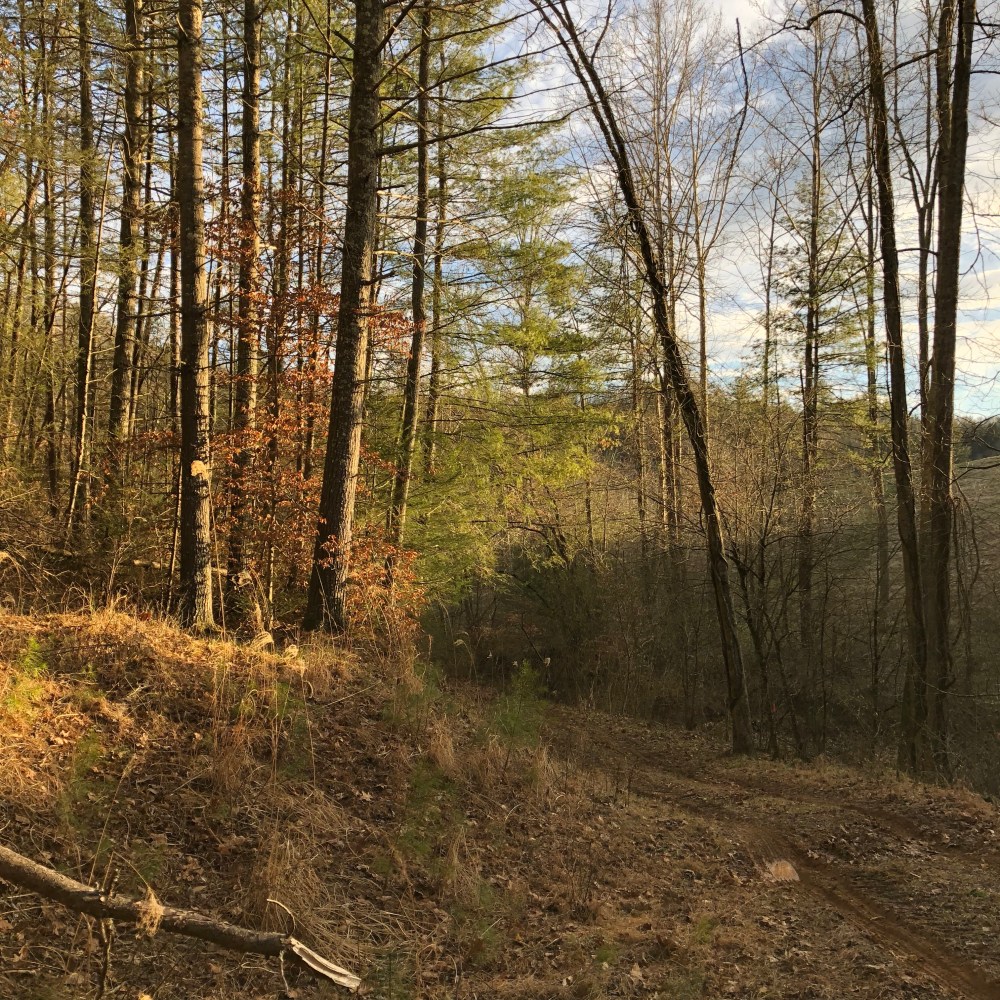 Tractor road in with notch of unfinished drive on left