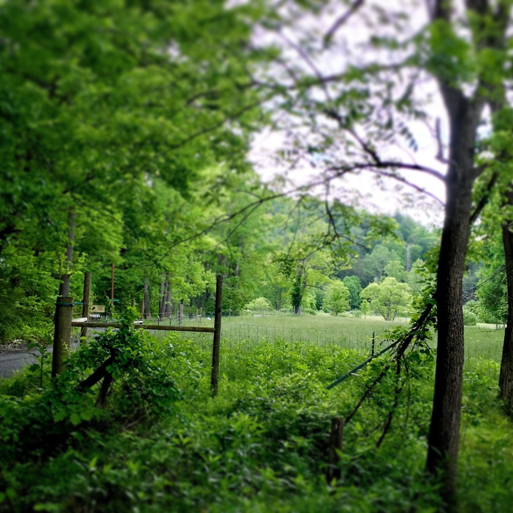 Photo of a fenced-in field surrounded by trees